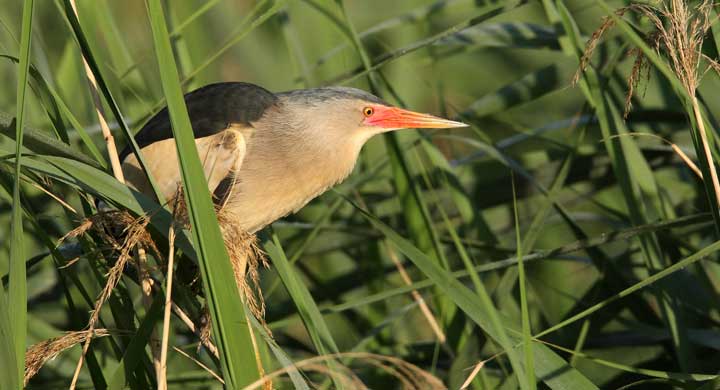 Seinesaintdenisfr Quand La Biodiversité Sinvite En Ville