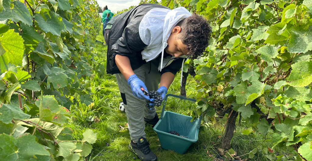 vendanges au parc du Sausset