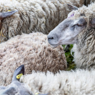 Fête de la laine au parc Georges-Valbon