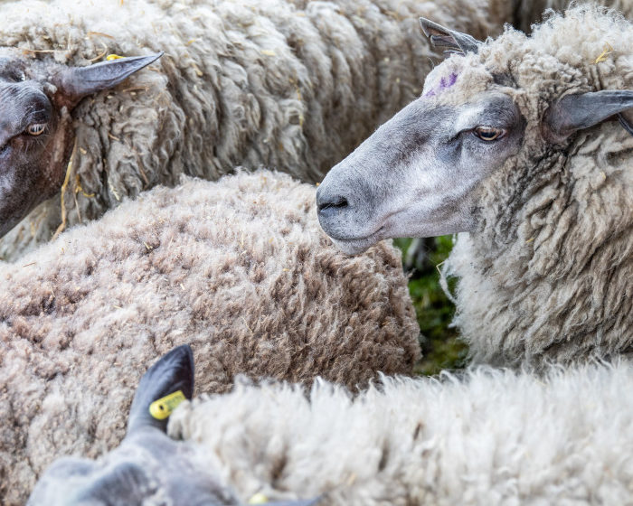 Fête de la laine au parc Georges-Valbon