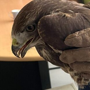 Sauvetage d’une Buse variable au Sausset