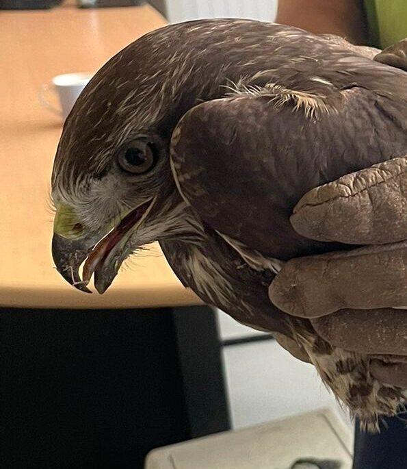 Sauvetage d’une Buse variable au Sausset