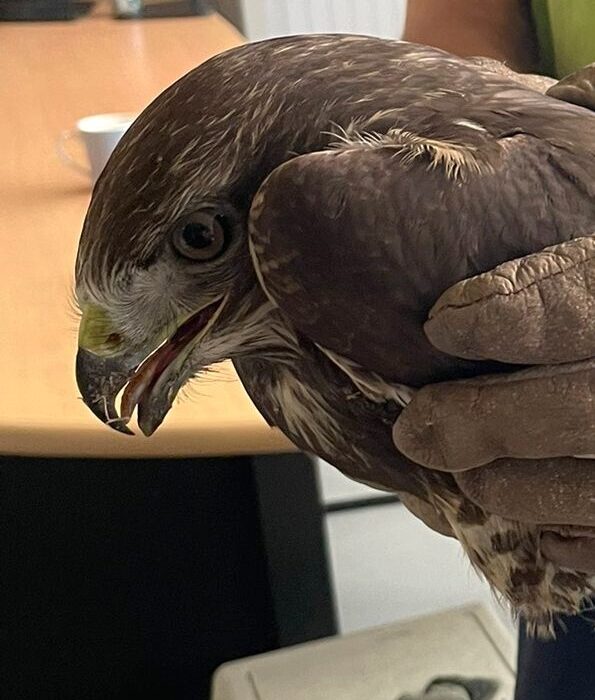 Sauvetage d’une Buse variable au Sausset
