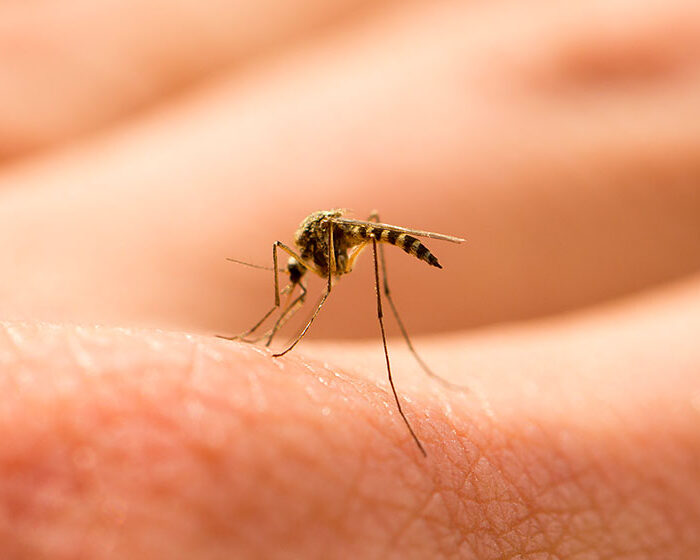 Virus du Nil occidental : ce qu’il faut savoir