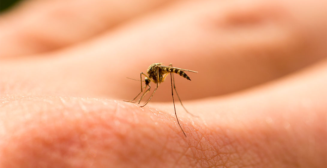 Virus du Nil occidental : ce qu’il faut savoir