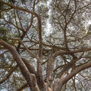 Le cèdre du Liban de Livry-gargan vous raconte son histoire