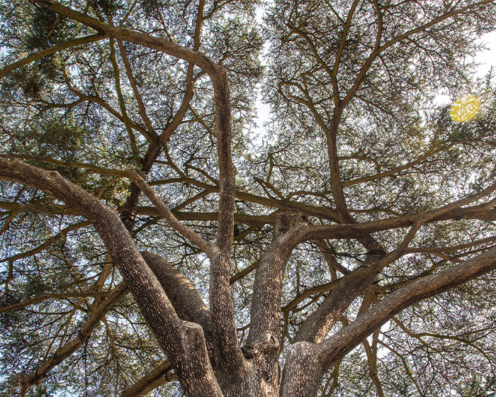 Le cèdre du Liban de Livry-Gargan vous raconte son histoire