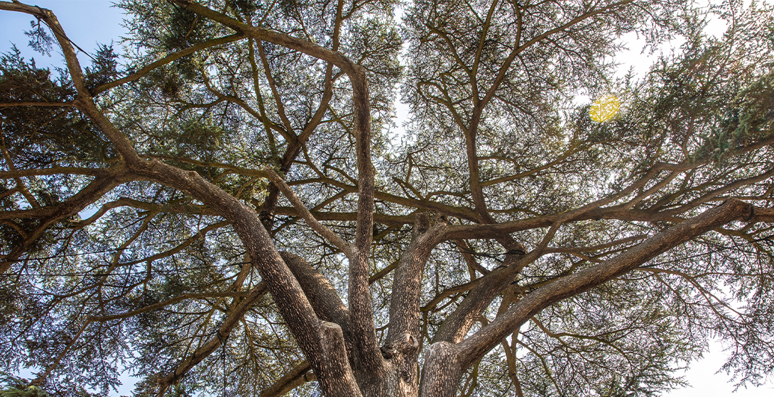 Le cèdre du Liban de Livry-gargan vous raconte son histoire