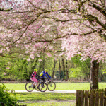 Un air de Japon au Sausset