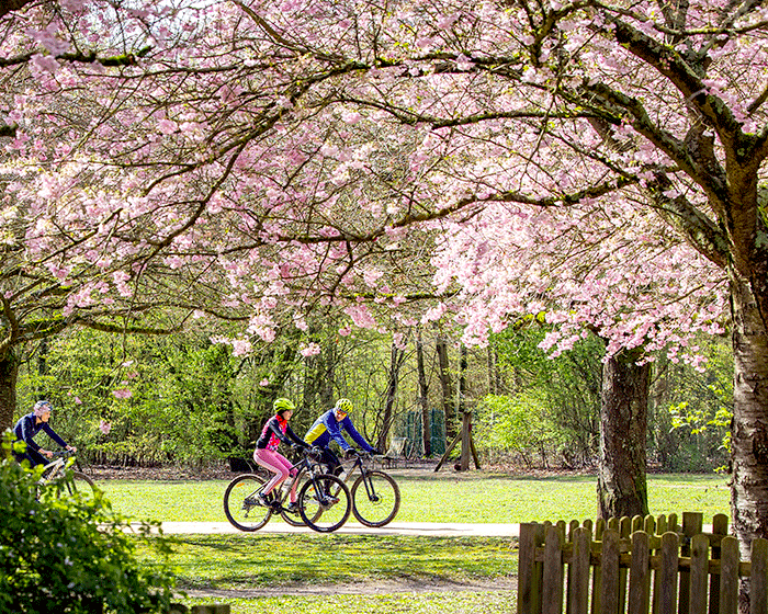 Un air de Japon au Sausset