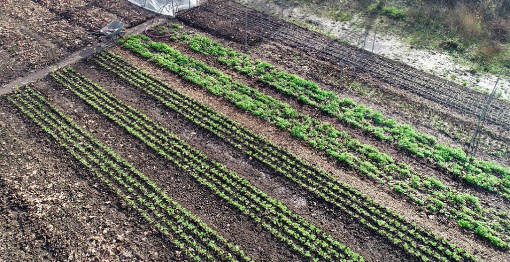 Lil'o - parc de l'ile-saint-denis - ancienne friche industrielle transformée en espace de biodiversité 