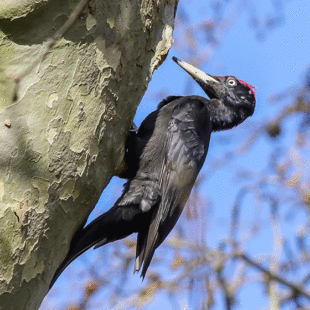 Découvrez 12 espèces d&rsquo;oiseaux rares en Seine-Saint-Denis