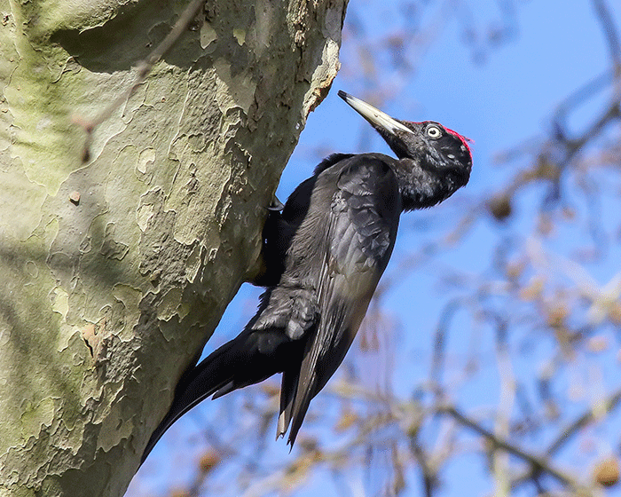 Découvrez 12 espèces d&rsquo;oiseaux rares en Seine-Saint-Denis