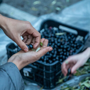 Oh ! Des olives !