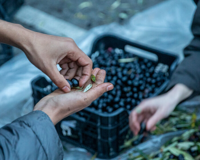 Oh ! Des olives !